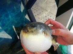 -肆月河豚·新淮扬(金融街店)
