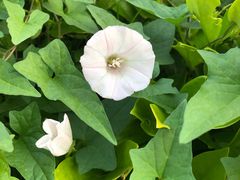 -马黑哥椒麻鸡(清江山水店)