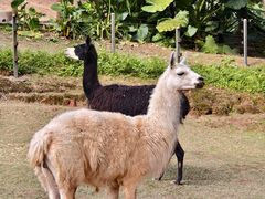 -深圳野生动物园