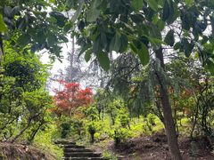 -南山植物园