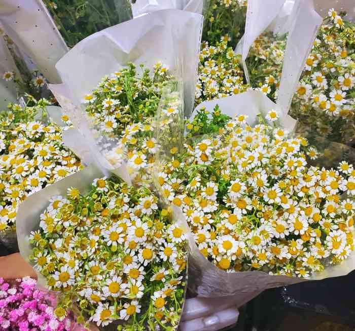 八卦岭花卉中心-"八卦岭的花卉中心就离得很近但一直没怎么好.