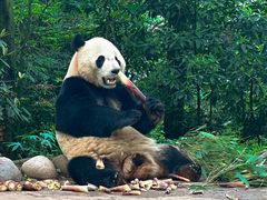 -中国大熊猫保护研究中心雅安碧峰峡基地