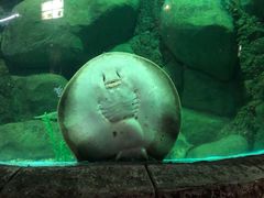-苏州海洋馆