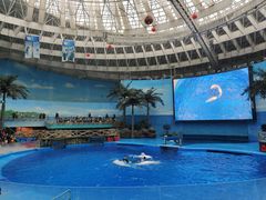 -海合安成都极地海洋公园
