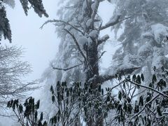 -瓦屋山景区