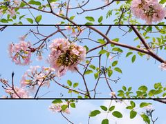 -东莞植物园