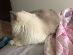 -十年猫舍·猫咪专门店(普陀店)