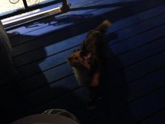 iphone_upload_pic-Sirena海妖日咖夜酒