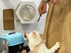 -楼上猫咖(罗湖店)