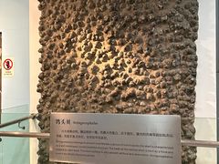 -烟台自然博物馆