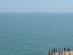 -广东惠东海龟国家级自然保护区