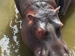 -青藏高原野生动物园