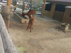 -北京市海淀外国语实验学校