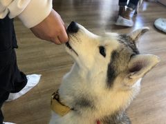 -Husky Go! 哈士奇体验馆·宠物咖啡厅狗咖