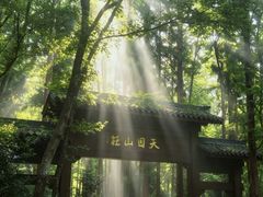 -天目山大树王景区