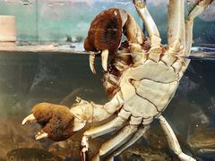 -阳澄湖大闸蟹·琼灵阁牌品牌连锁(吴中总店)