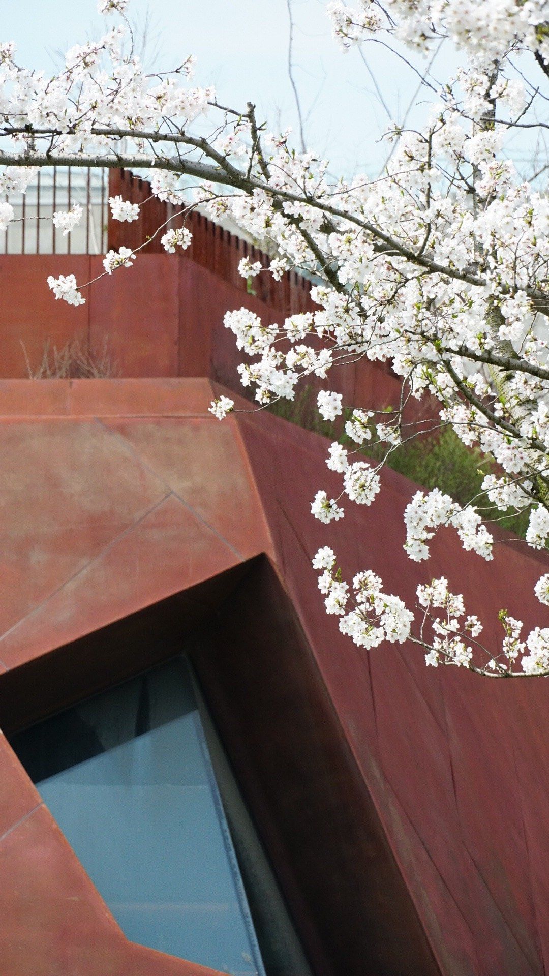 世博文化公园 | 樱花