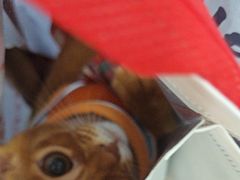 -爱妮康宠物医院·干细胞免疫细胞·肿瘤·心脏(张江店)