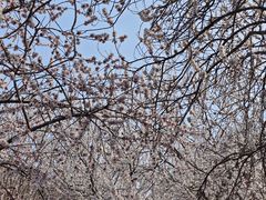 -桃花堤公园