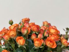 -循礼门鲜花花市(武汉循礼门店)