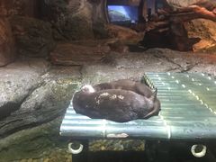 -暹罗海洋世界