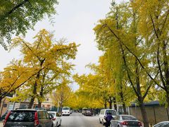 -三里屯东五街银杏大道