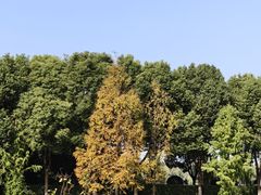 -羊山湖公园
