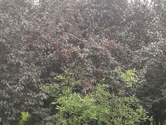 -呼吸森林·生态农庄农家乐私房菜