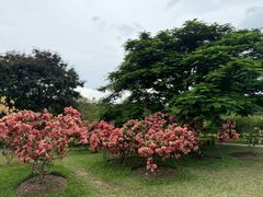 -中国科学院西双版纳热带植物园