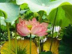-陈家山荷花公园
