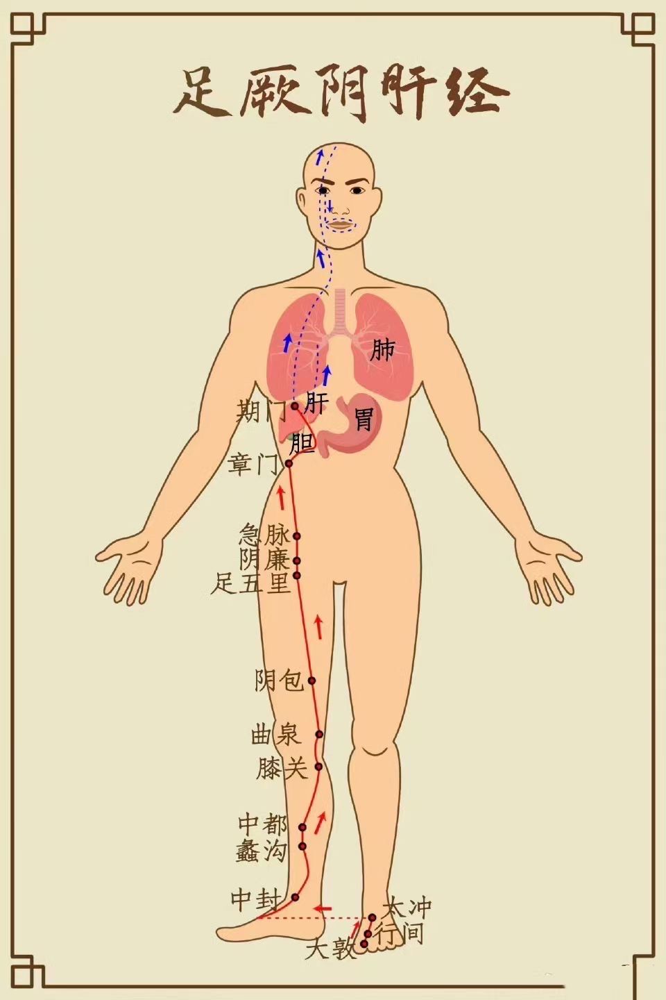 昕孕瑜伽 | 阴瑜伽疏通经络