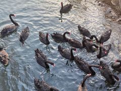 -长白岛森林公园