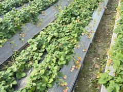 -喜杨洋草莓采摘园