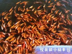 景点-密云玫瑰情园
