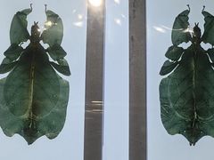 -上海昆虫博物馆