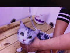 -喵百万·布偶·蓝金金渐层英短·猫舍(百子湾店)