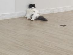 -李小姐の猫咖啡馆(五角场店)