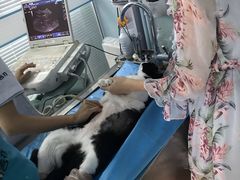 -纳吉亚猫专科动物诊疗中心(蒋宅口分院)