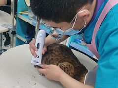 -北京观赏动物医院·24小时大型综合·猫专科·异宠专科