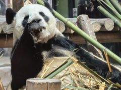 -栾川竹海野生动物园