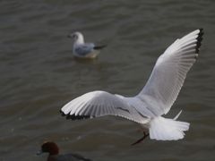 -深圳湾公园(南山区)
