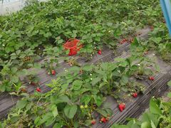 -喜杨洋草莓采摘园