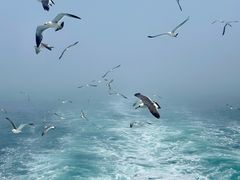 -海驴岛(荣成市)