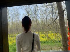 -合肥滨湖国家森林公园