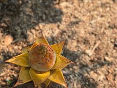 -西双版纳原始森林公园