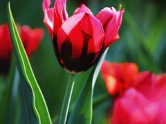 -北京国际鲜花港