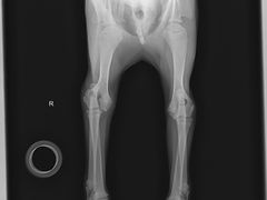 -严国平动物医院(德政总院)