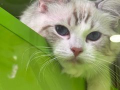 -唐小姐の私宠·宠物洗护美容·撸猫馆·购宠(周浦万达旗舰店)