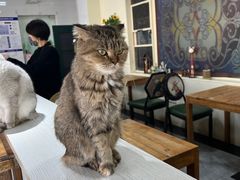 -猫小院猫主题餐厅(南锣旗舰店)