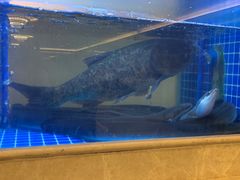 -皇朝尊会(龙之梦大酒店)